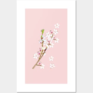 Sakura First cherry blossoms of spring delicate white and pink flowers  foliage Posters and Art